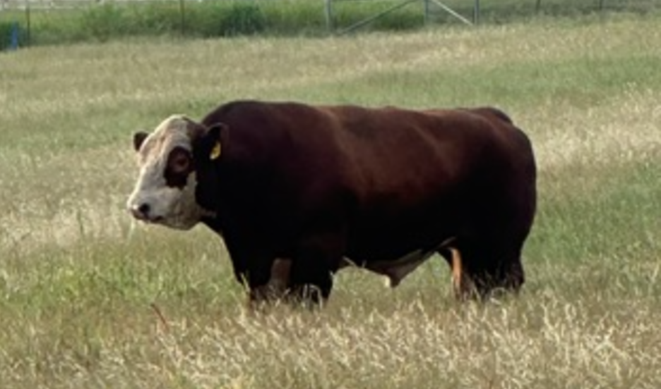Bootjack, lead polled Hereford herd sire, standing in the pasture