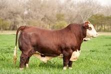 Cattle at Bar 20:24 Genetics