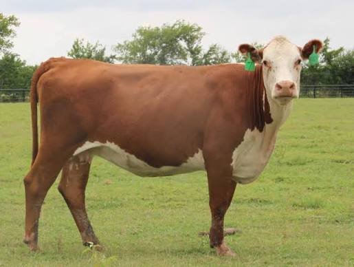Cattle at Bar 20:24 Genetics