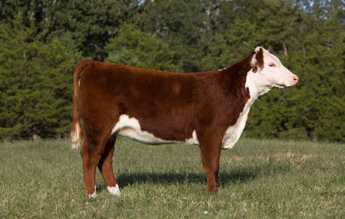 Hereford show heifer standing square on show day